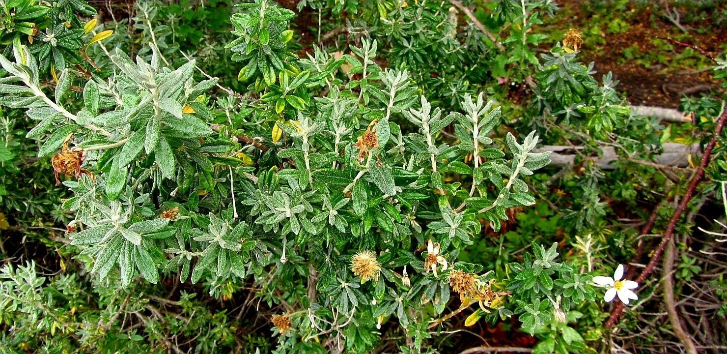 Chiliotrichum diffusum — houseplant care guide