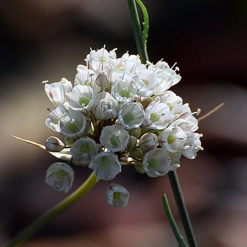 Allium pallens flower