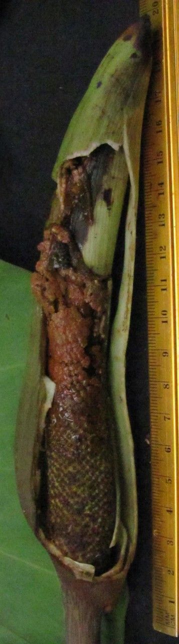 Homalomena wendlandii other