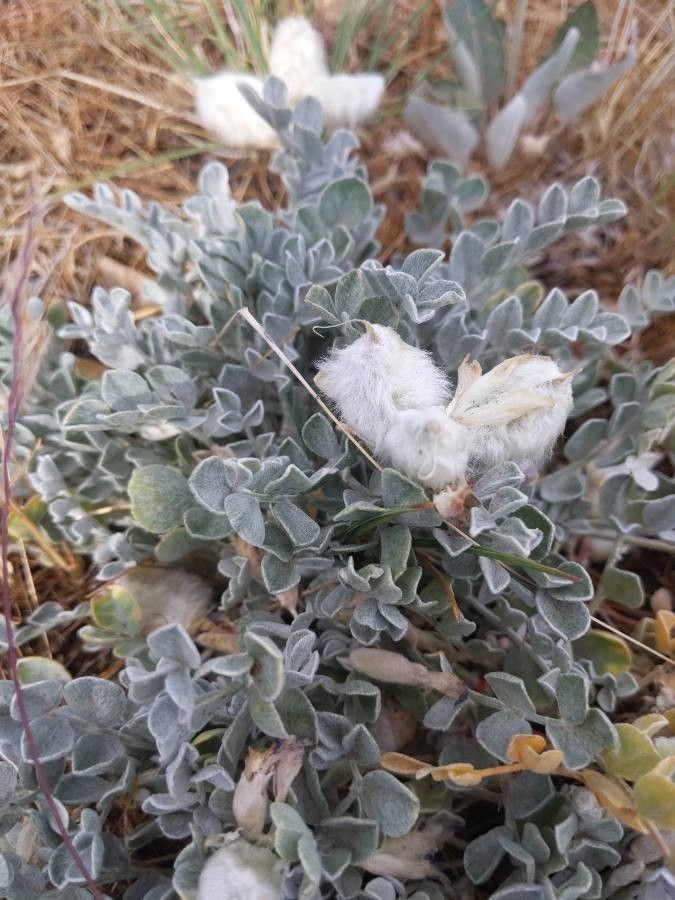 Astragalus purshii leaf