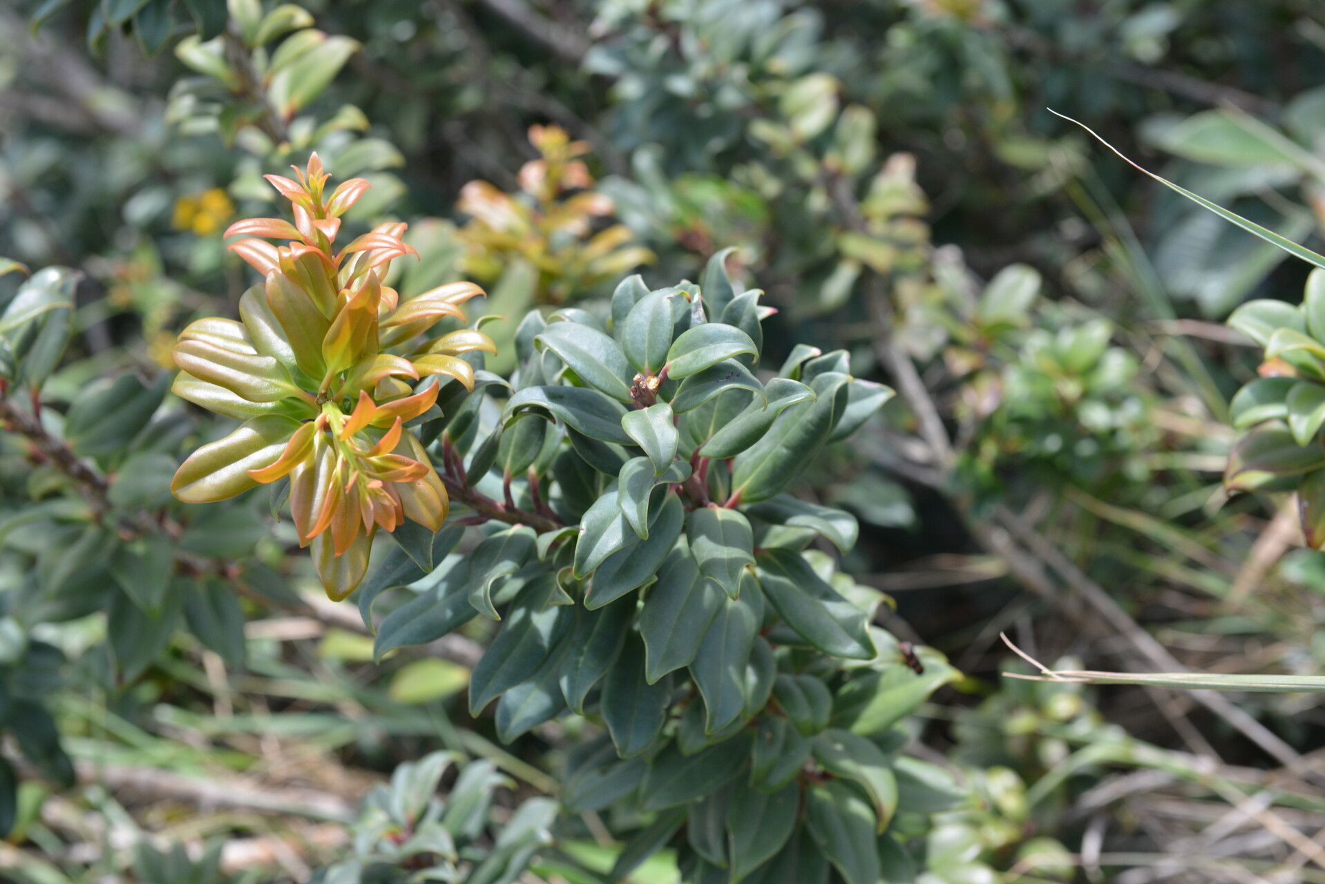 Vaccinium poasanum — search result for 'Vaccinium'