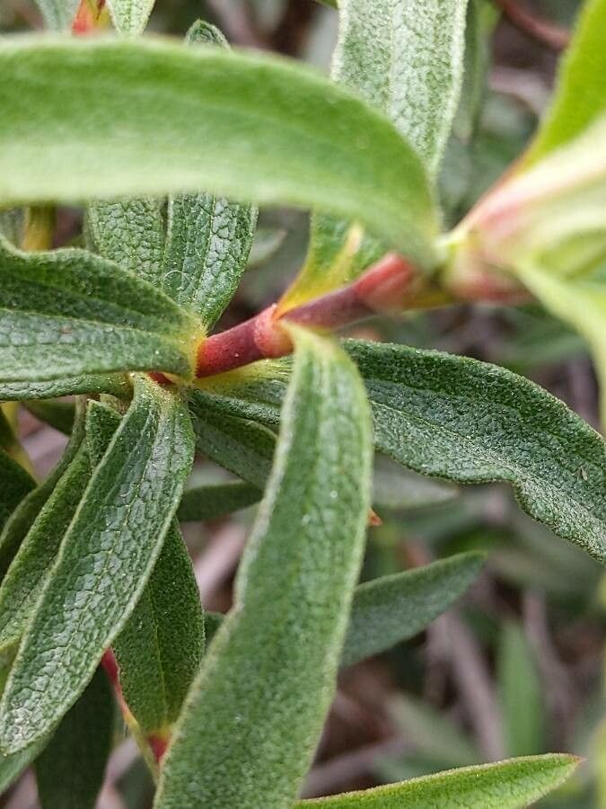 Cistus × purpureus bark