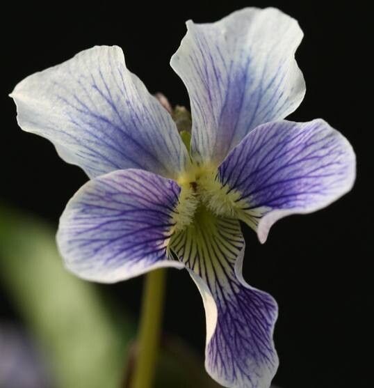 Viola hamiltoniana — houseplant care guide