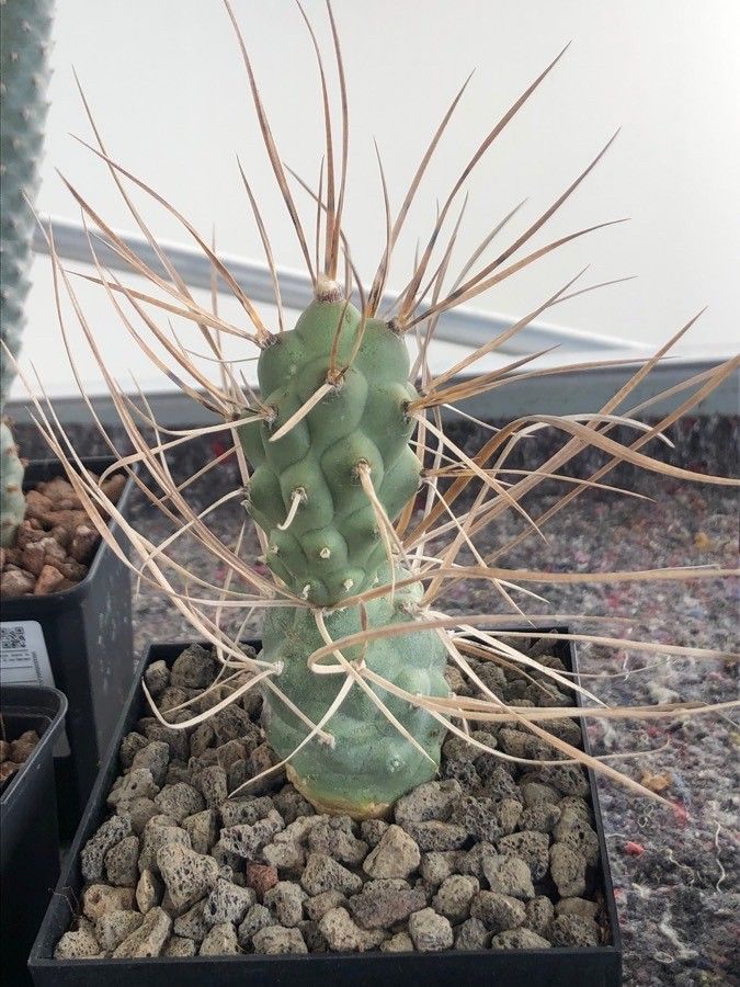 Tephrocactus aoracanthus — related species from the same genus
