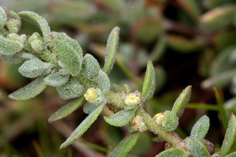 Extriplex californica flower