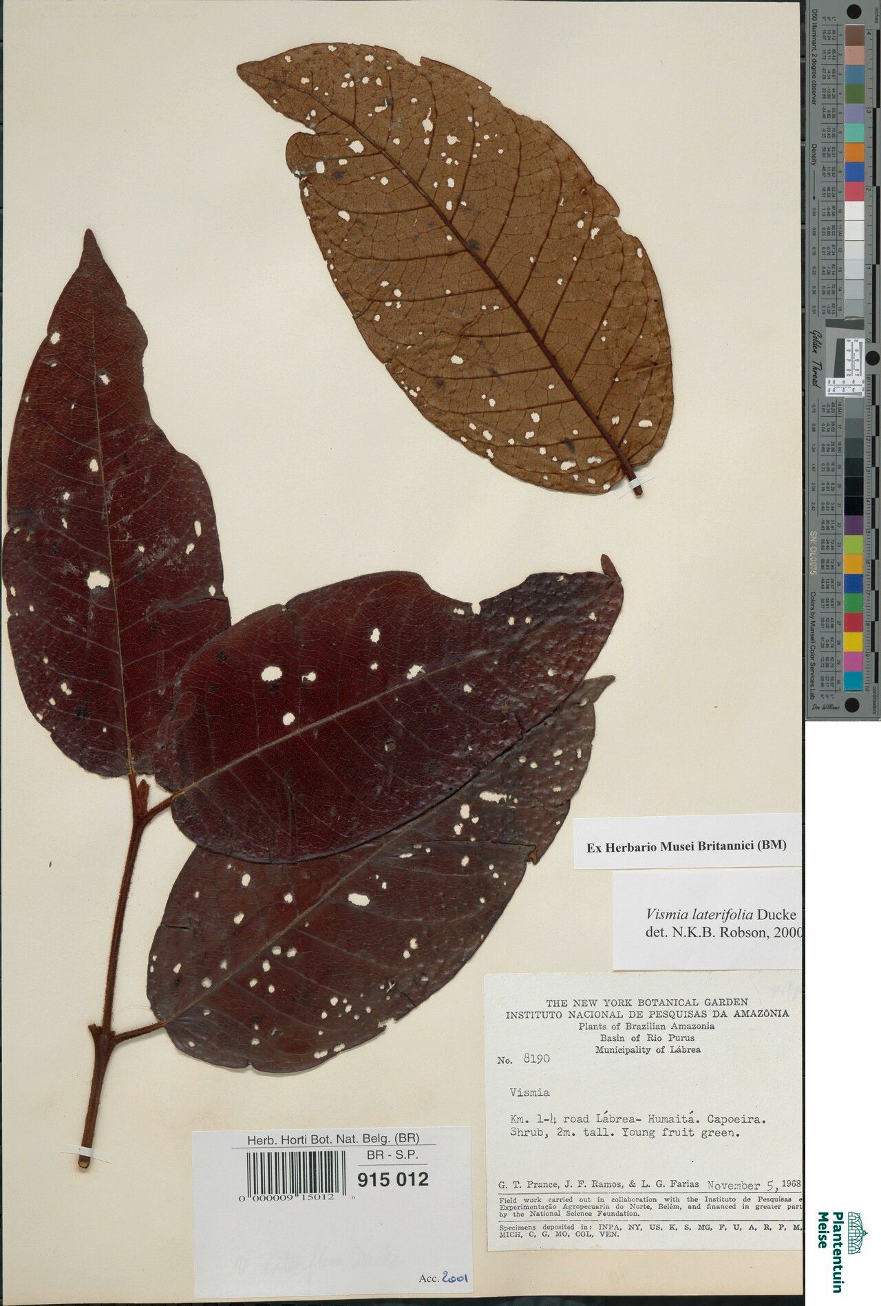 Vismia lateriflora — houseplant care guide