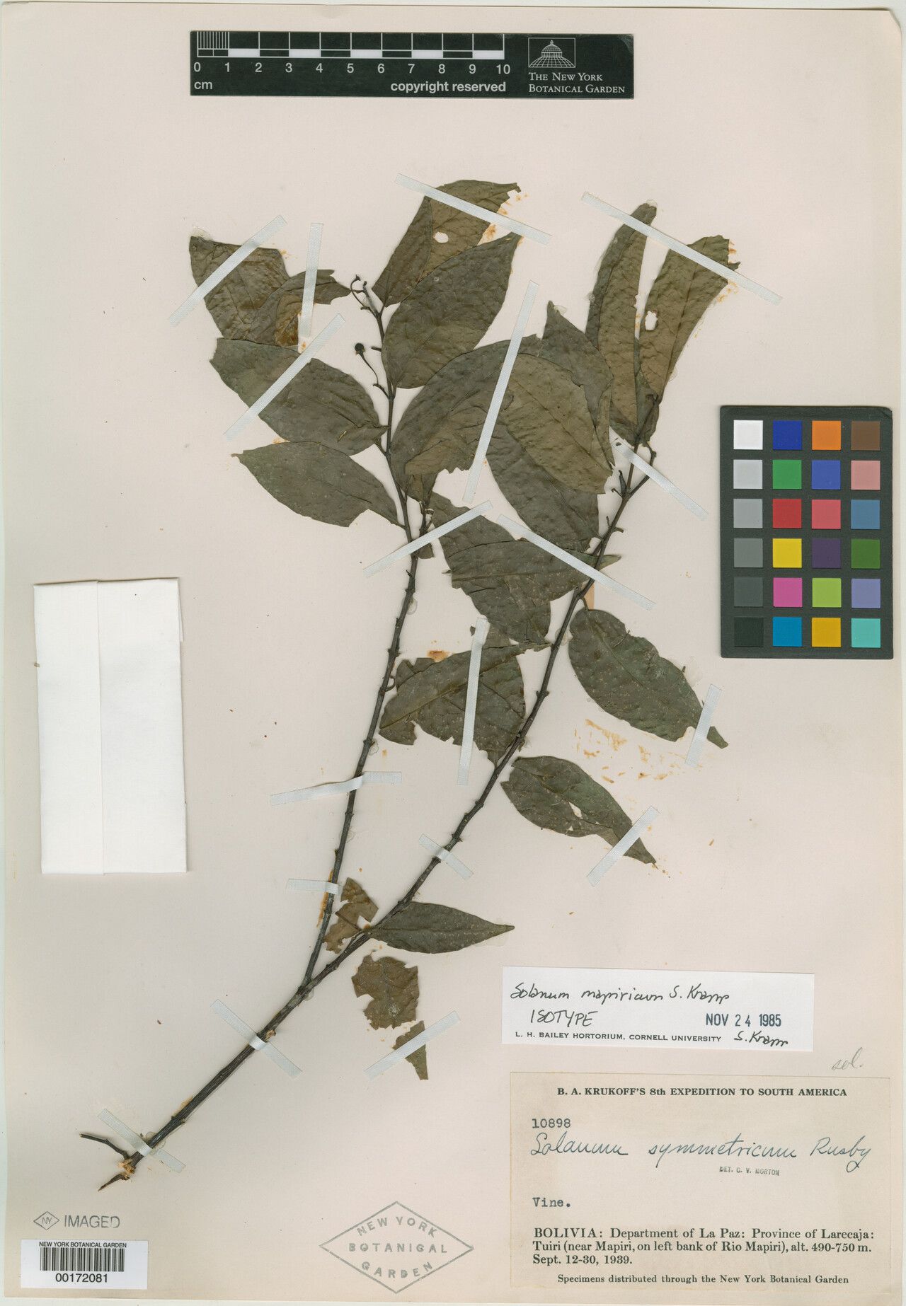 Solanum mapiricum — houseplant care guide