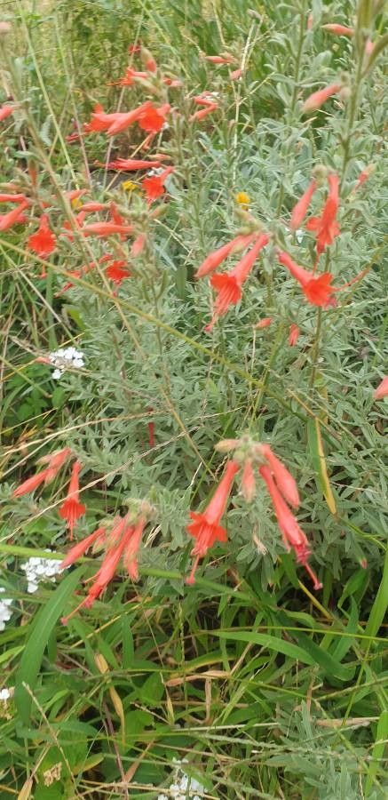 Penstemon pinifolius — search result for 'Penstemon'