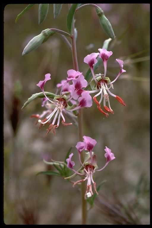 Clarkia tembloriensis — search result for 'Clarkia'