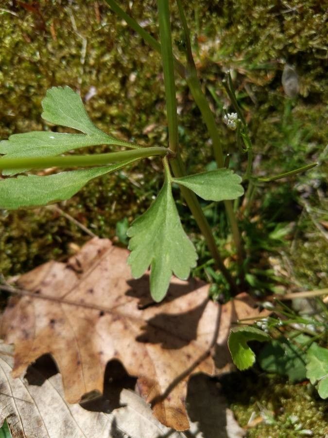 Ranunculus micranthus — houseplant care guide