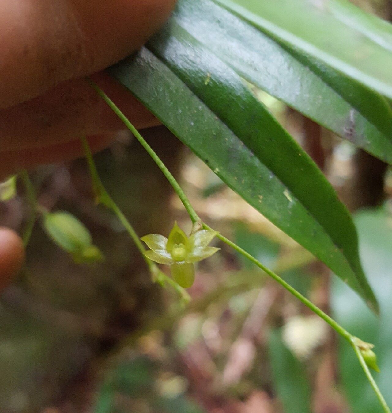 Angraecum multiflorum flower