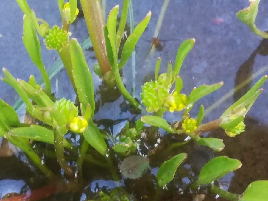 Ranunculus nodiflorus flower