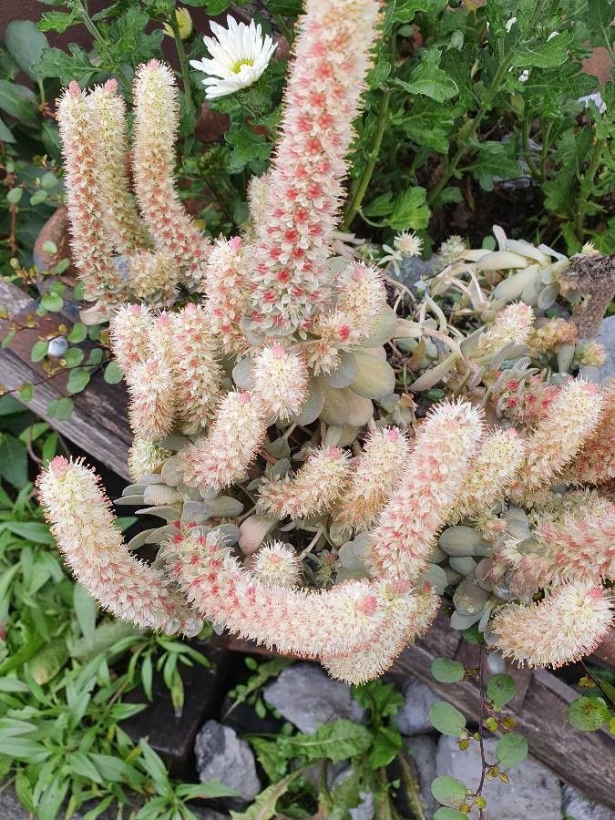 Eriogonum lobbii — search result for 'Eriogonum'