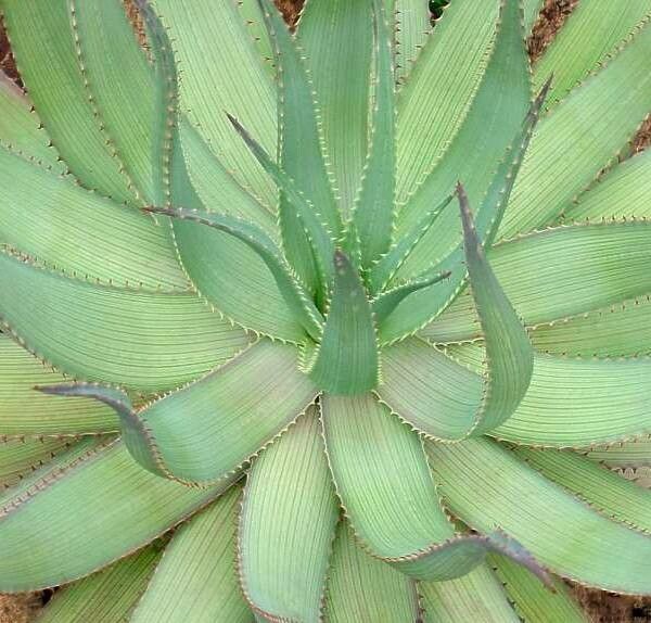 Aloe hereroensis leaf