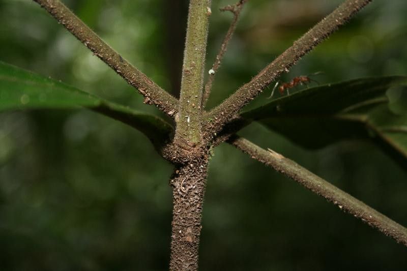 Cordia sprucei other