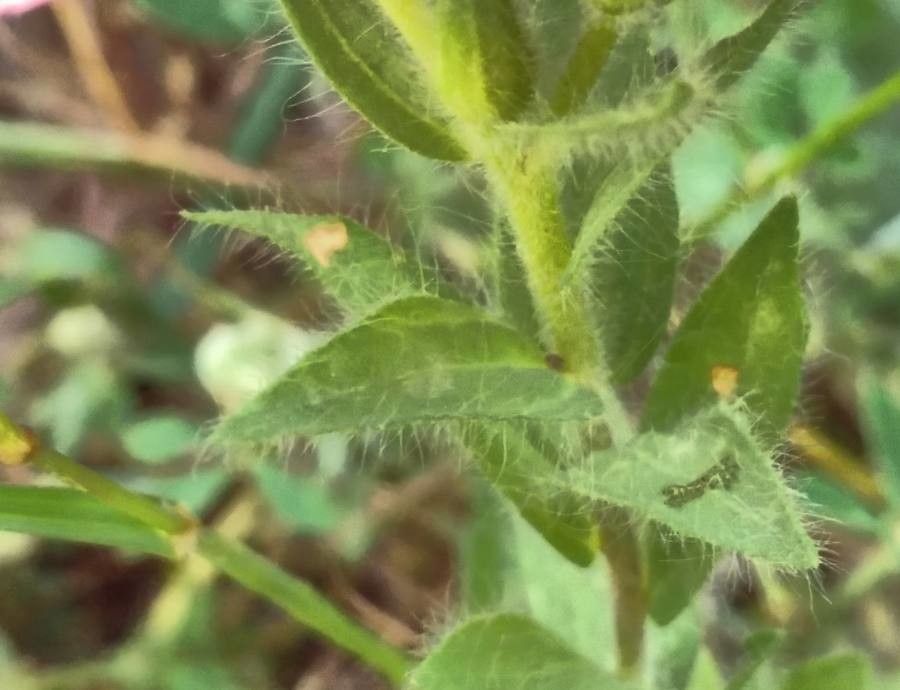 Linum pubescens — search result for 'Linum'
