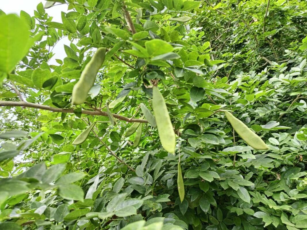 Millettia thonningii fruit