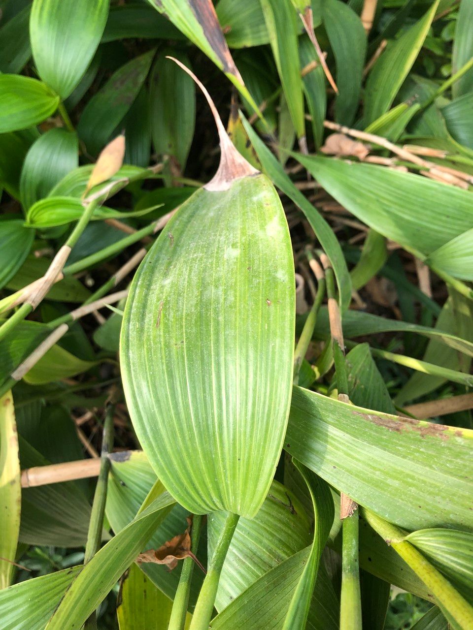 Sobralia macrantha cv. 'Alba' fruit