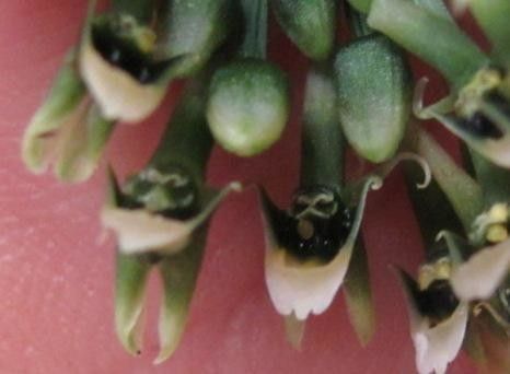 Malaxis excavata flower