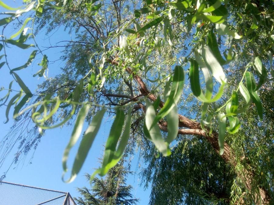 Salix matsudana leaf
