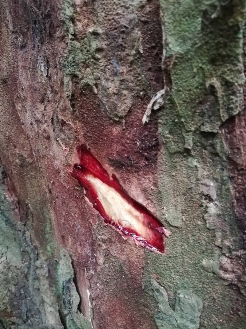 Dialium polyanthum bark