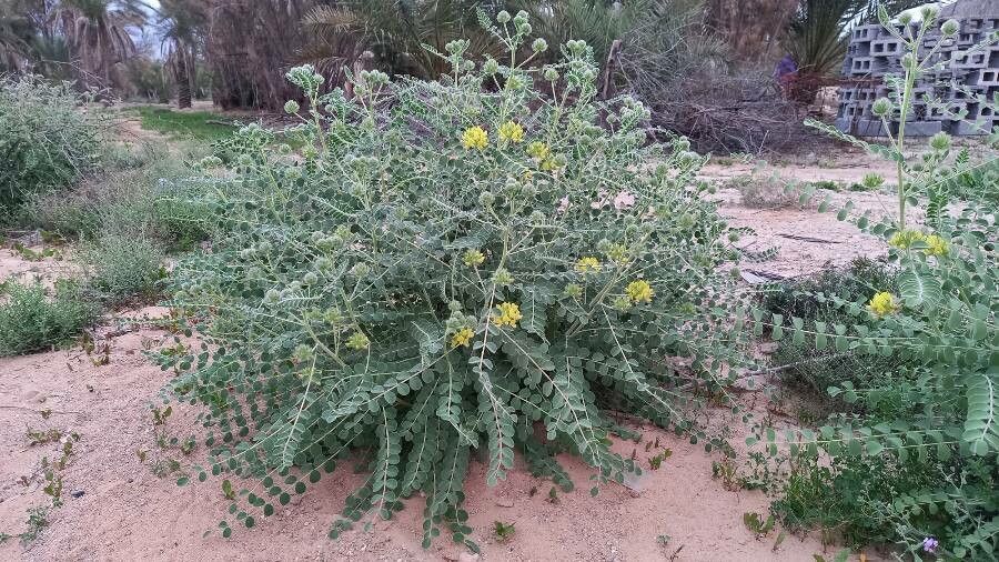 Astragalus rahiminejadii habit