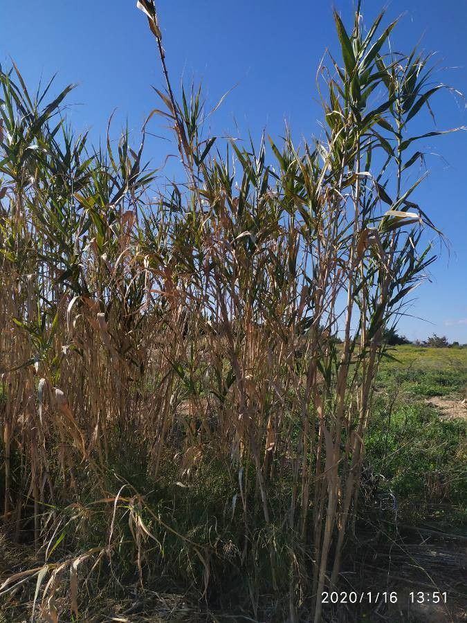Festuca halleri habit