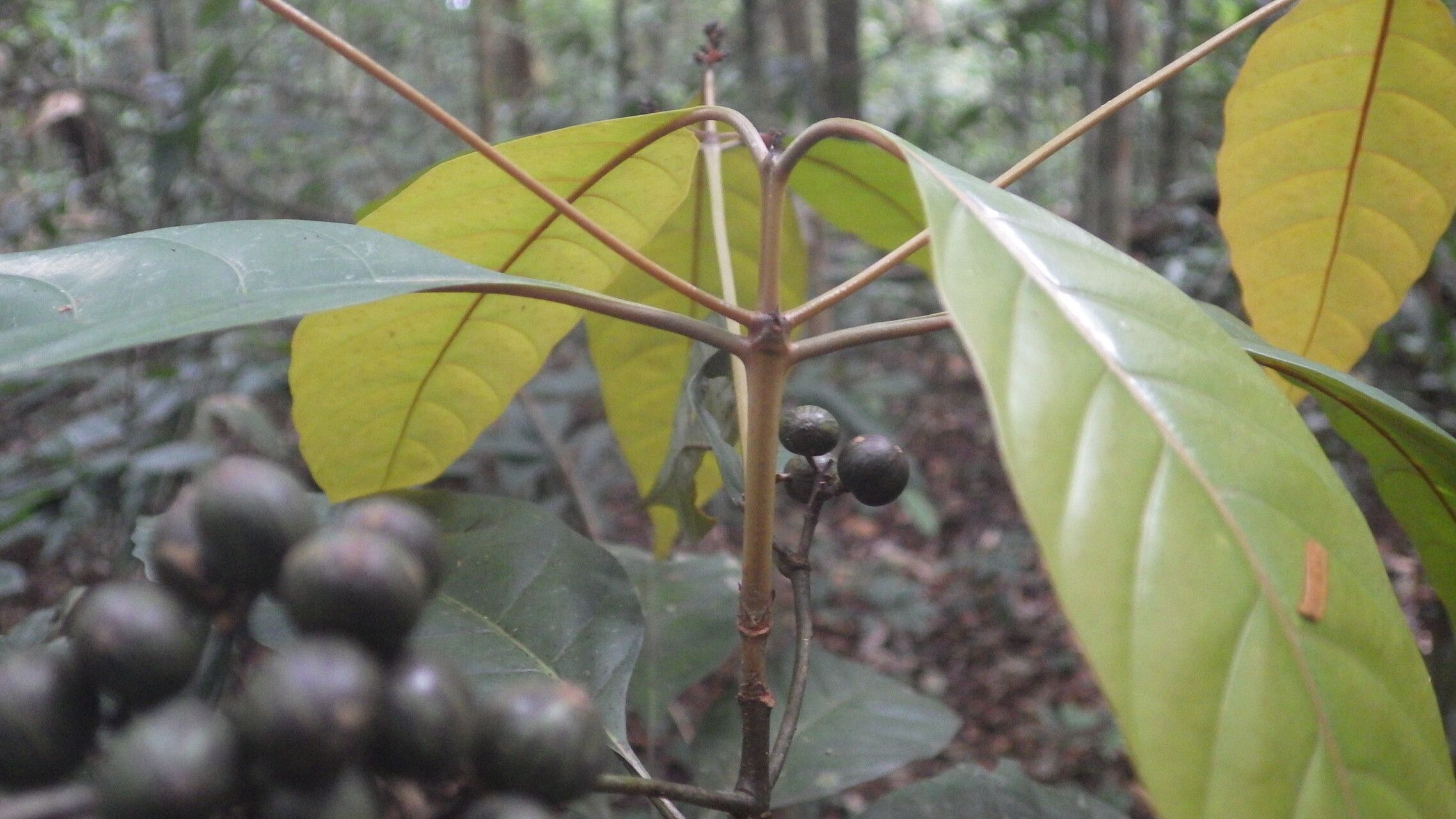 Pavetta urophylla other