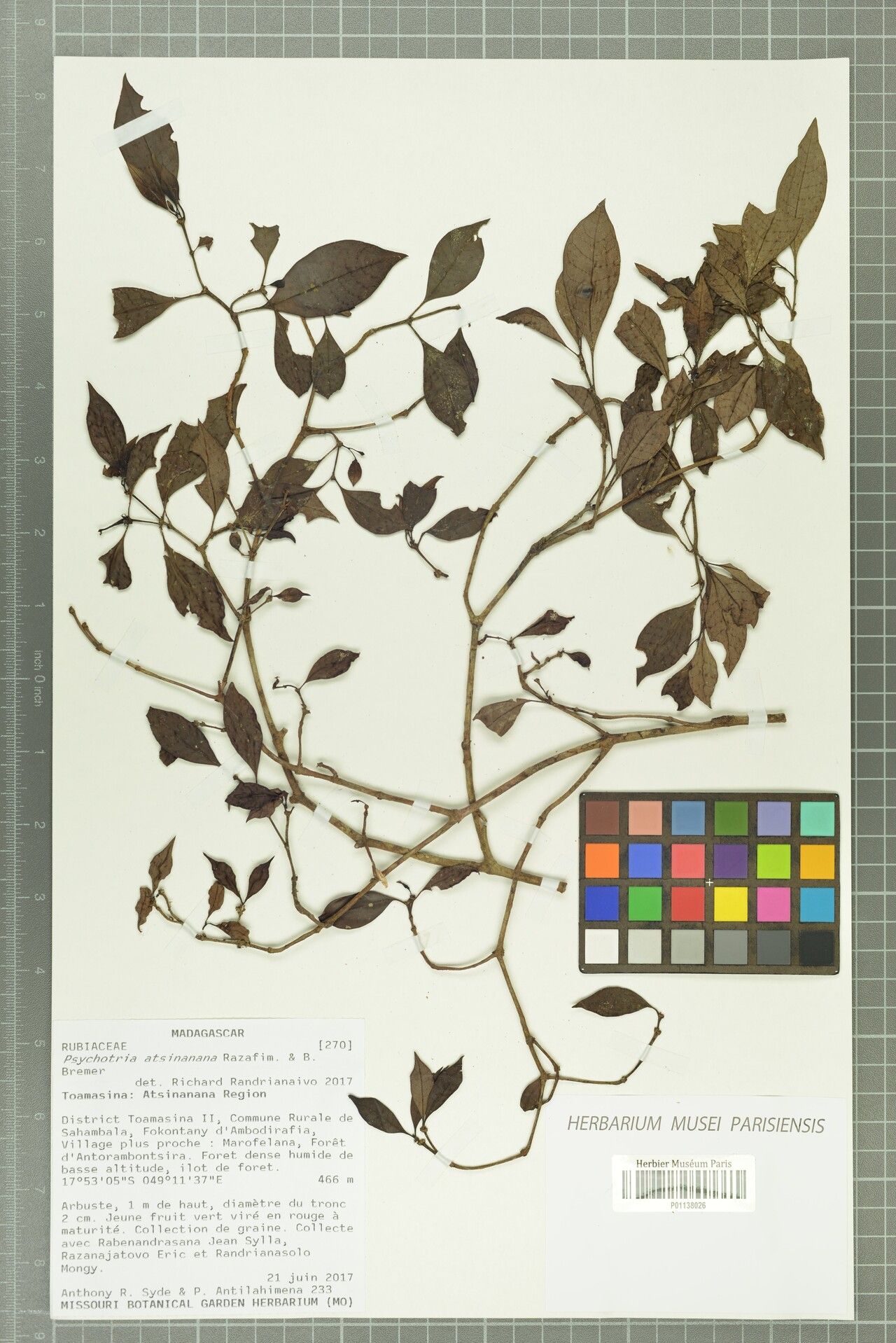 Psychotria atsinanana — houseplant care guide