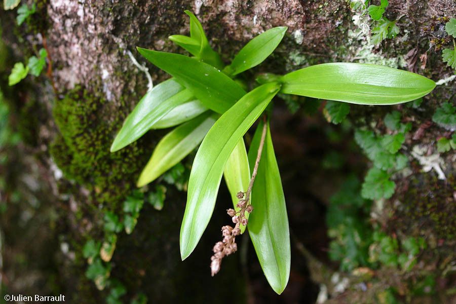 Liparis elegans — search result for 'Papua New Guinea'