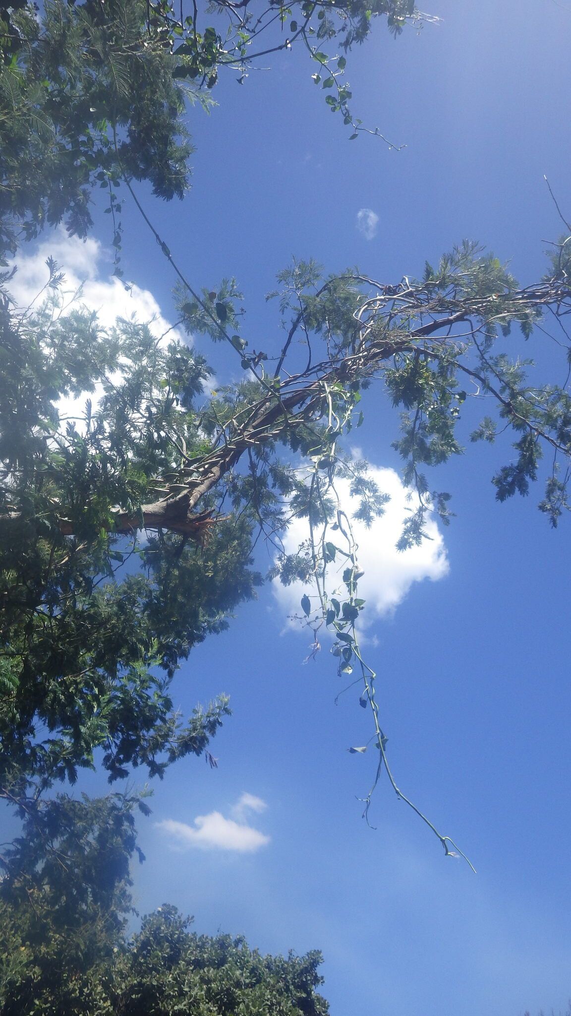 Cynanchum eurychitoides habit