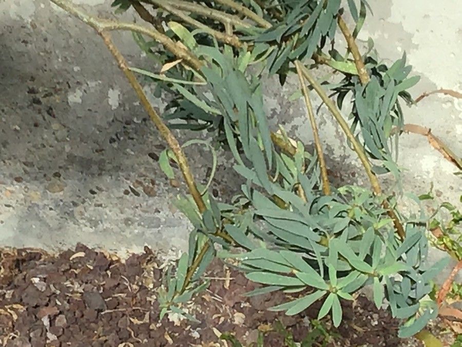 Euphorbia balsamifera leaf