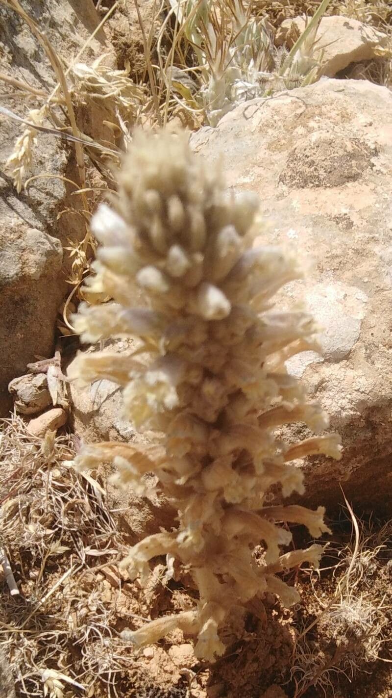 Orobanche portoilicitana — houseplant care guide