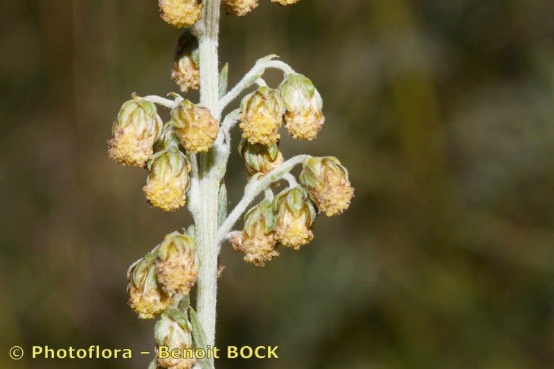 Artemisia armeniaca fruit
