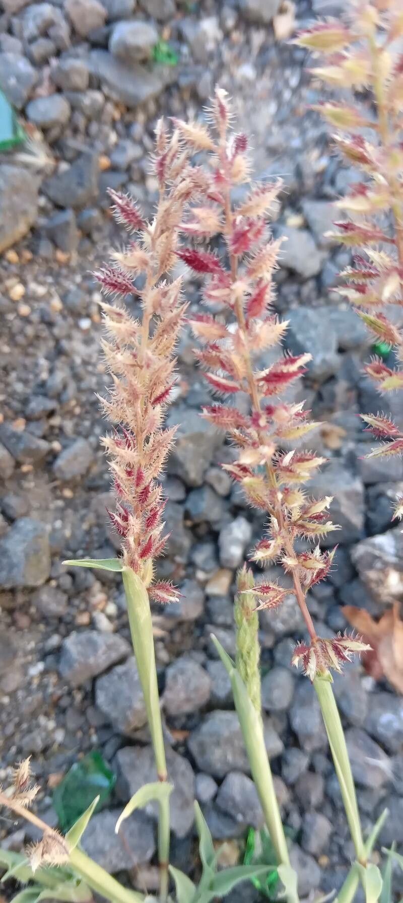 Tragus racemosus fruit