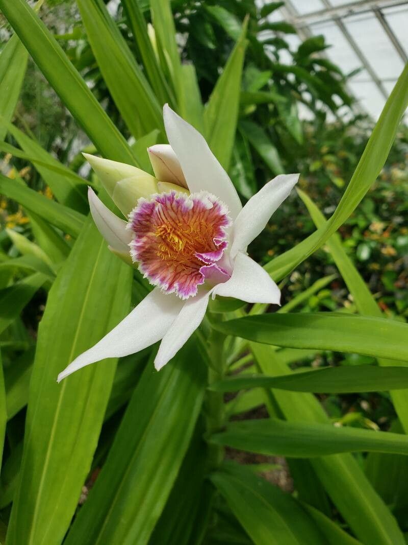 Thunia bensoniae flower