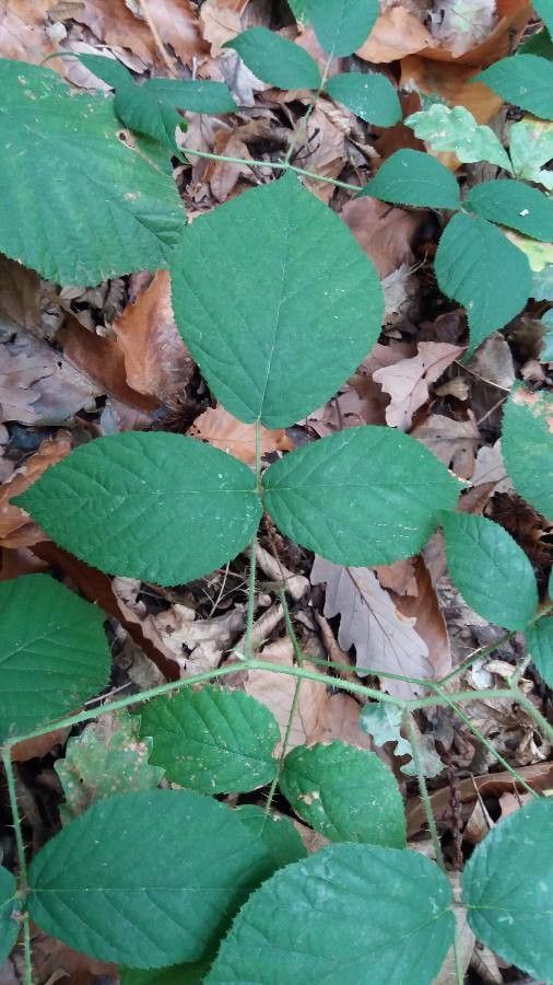 Rubus scaber — search result for 'Rubus'