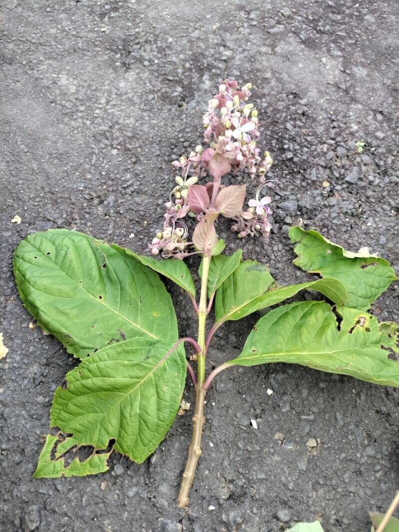 Rotheca serrata — search result for 'Sri Lanka'