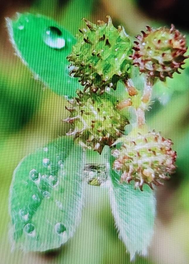 Medicago rigidula fruit