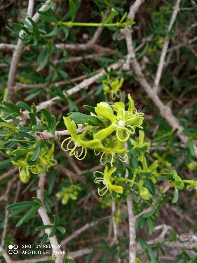 Periploca laevigata flower