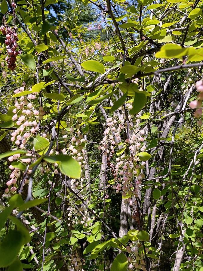 Berberis jamesiana other