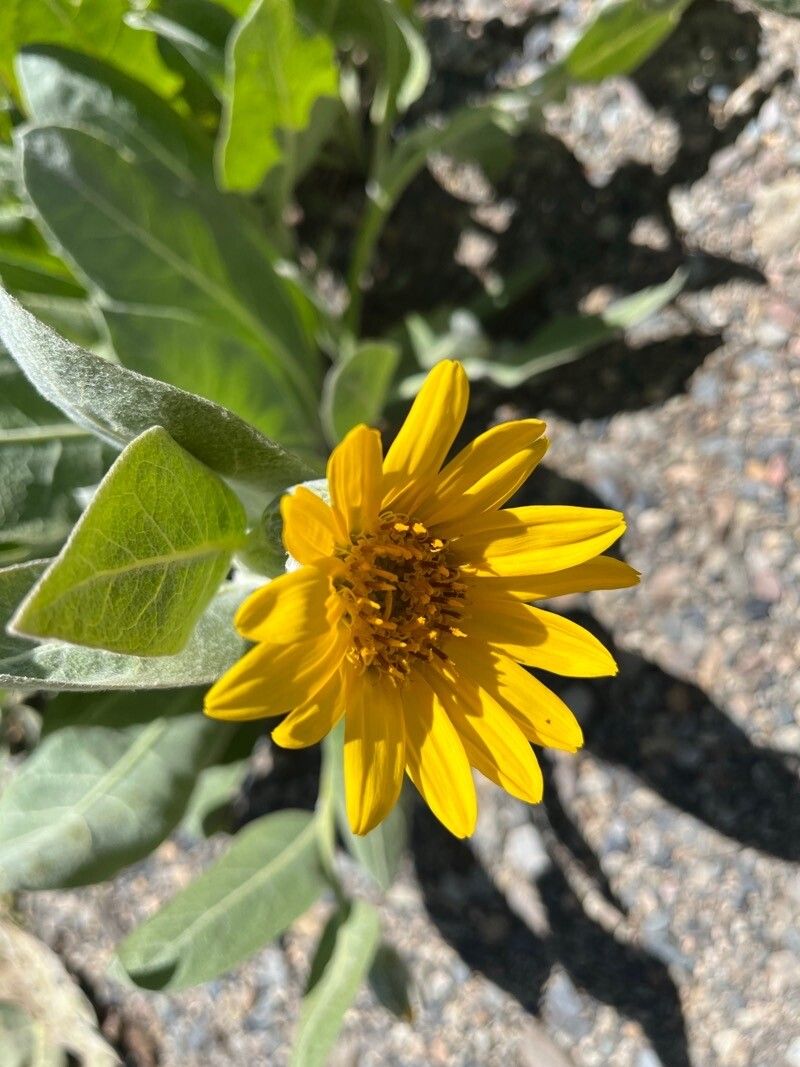 Wyethia helenioides flower