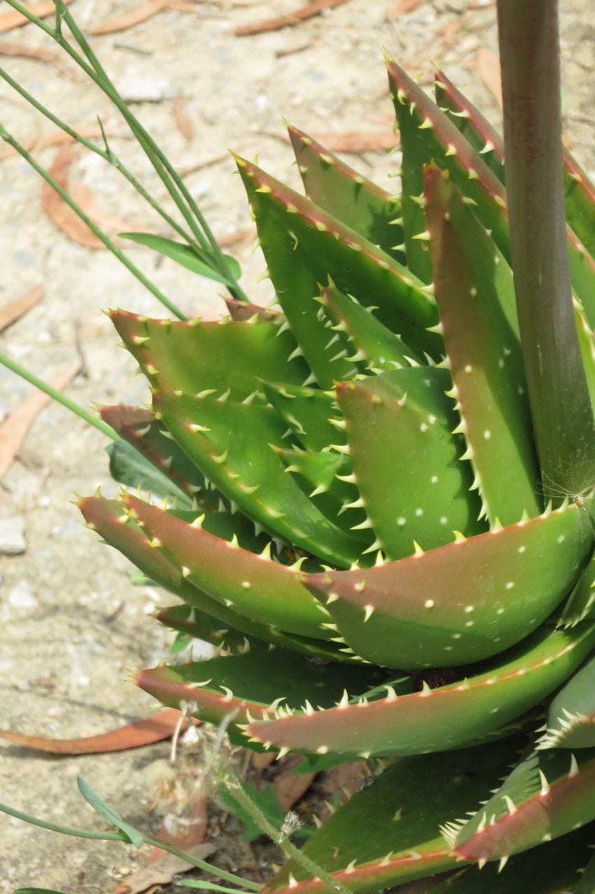 Aloe mitriformis — large blooms houseplant