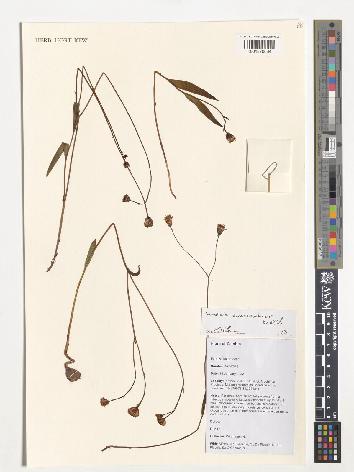 Senecio crassorhizus — houseplant care guide