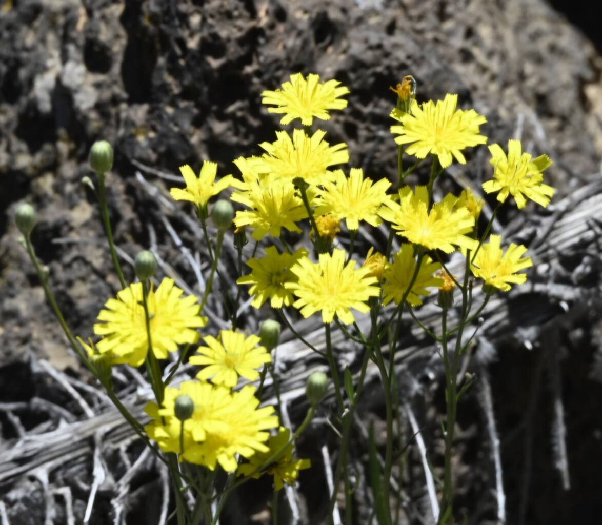 Tolpis webbii flower