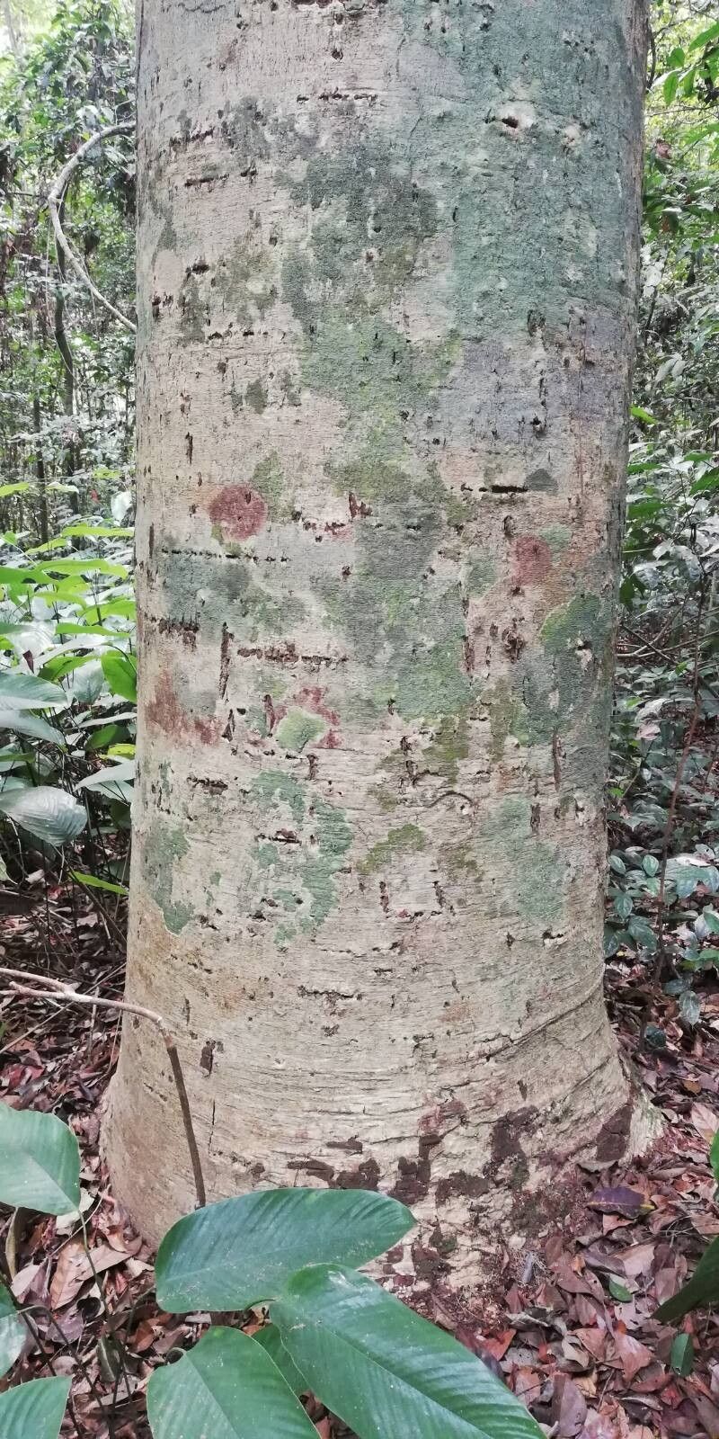 Daniellia klainei — related species from the same genus