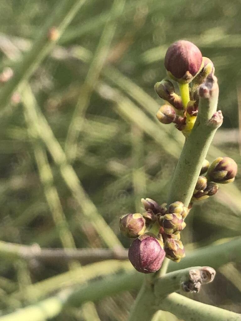 Periploca aphylla bark