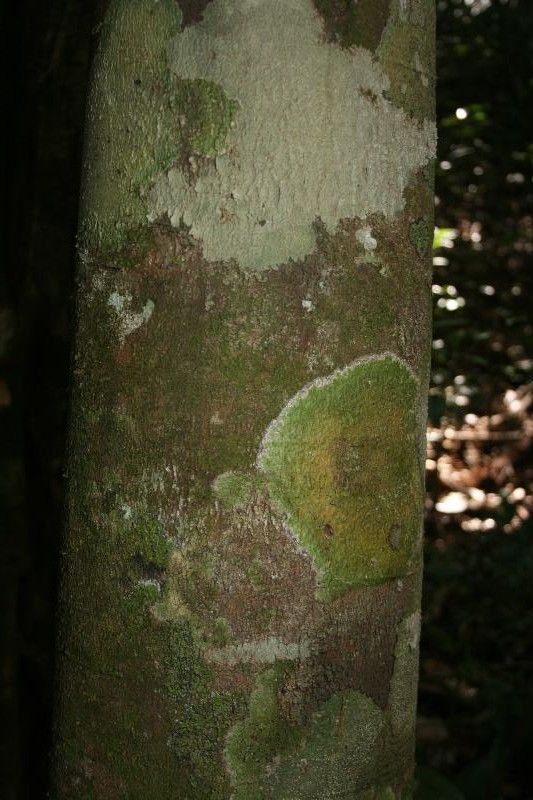 Brosimum oligandrum bark