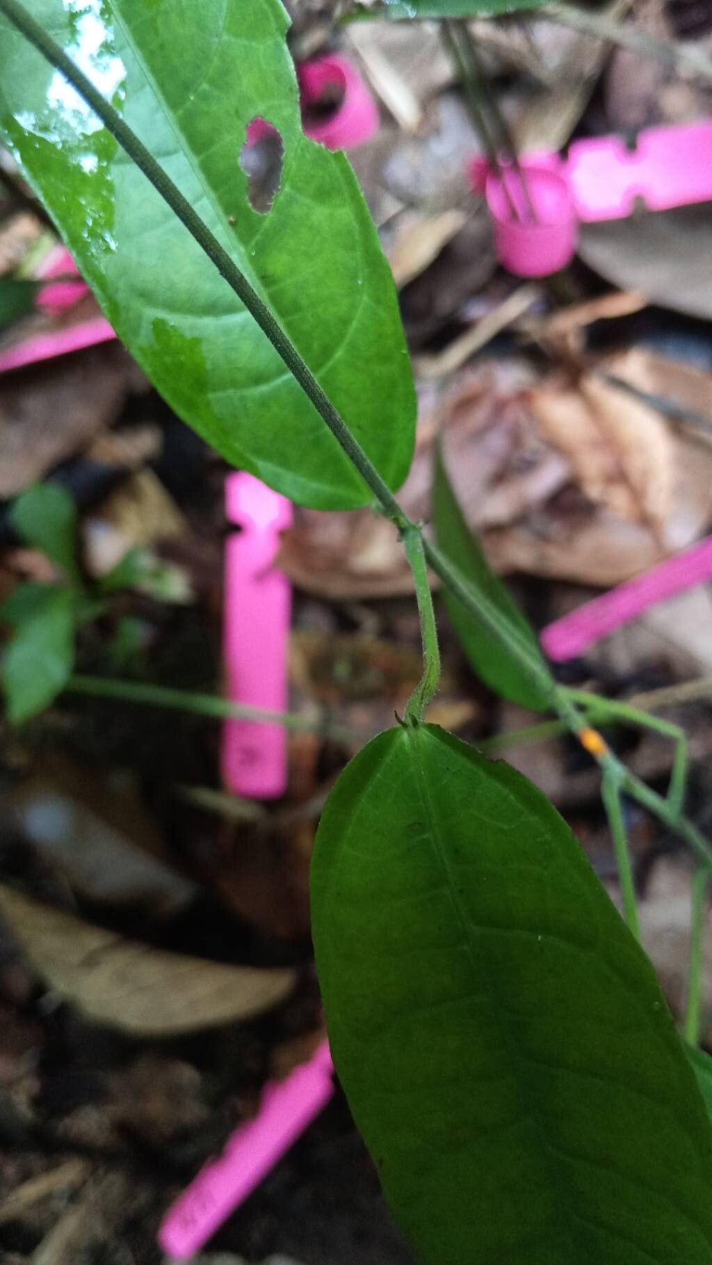 Dalechampia brevicolumna — related species from the same genus