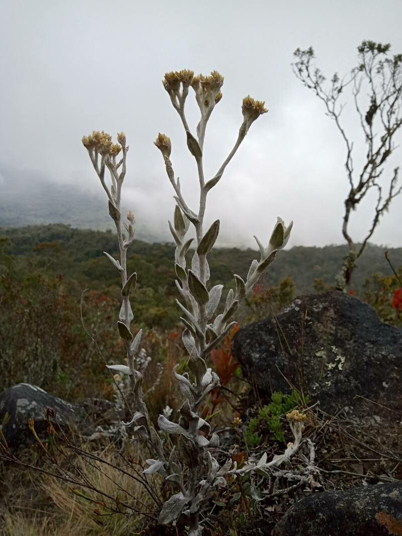 Pseudognaphalium elegans habit